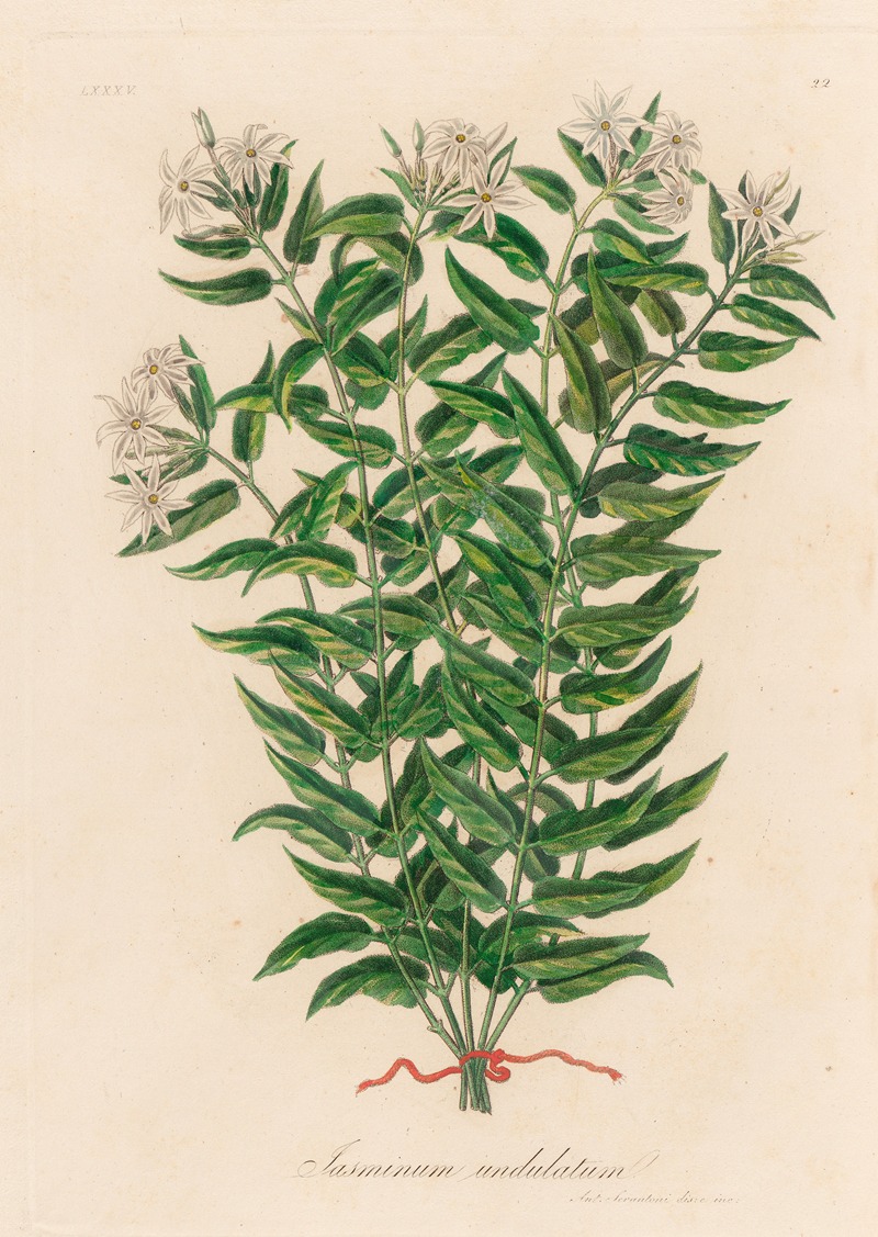 Jasminum undulatum by Gaetano Savi, 1818-1824 — digital art print download