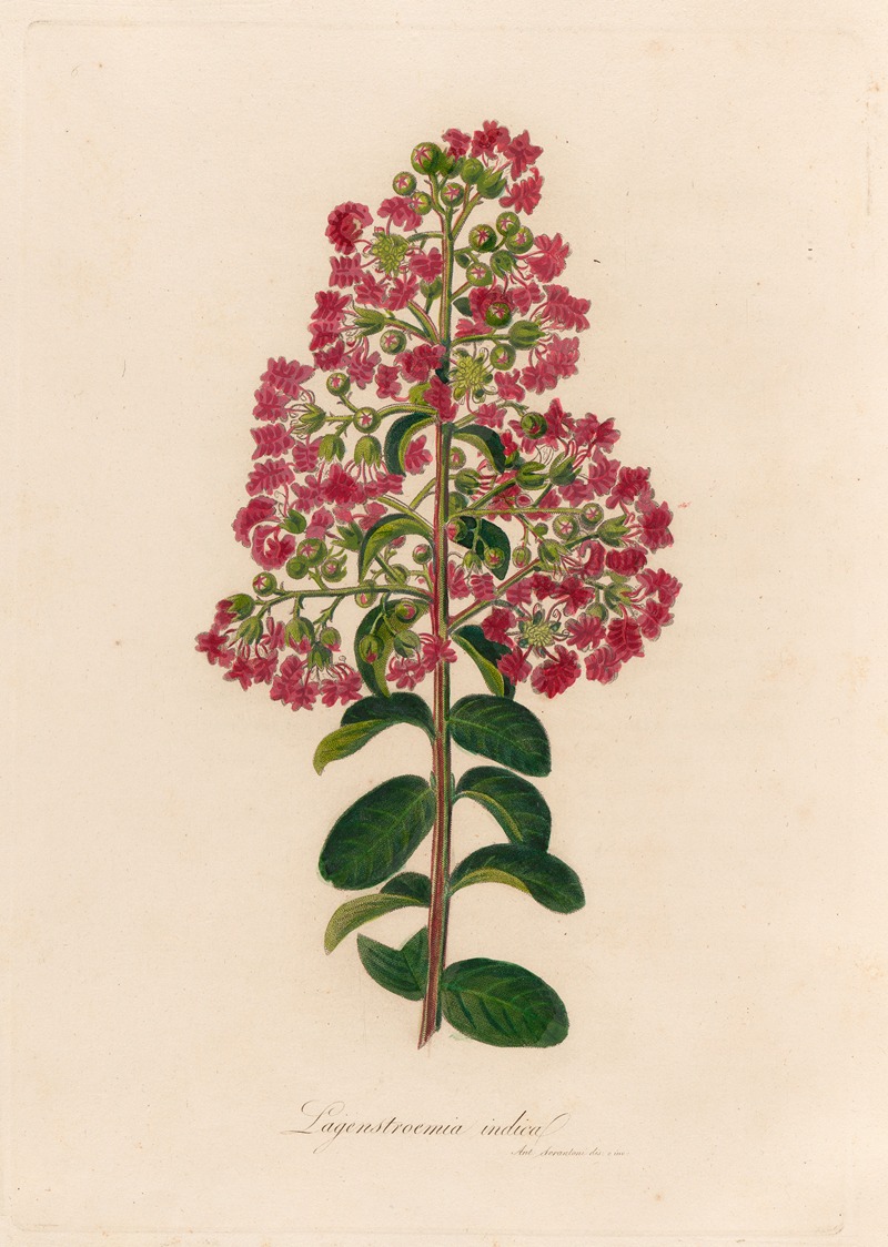 Lagenstroemia indica by Gaetano Savi, 1818-1824 — digital art print download