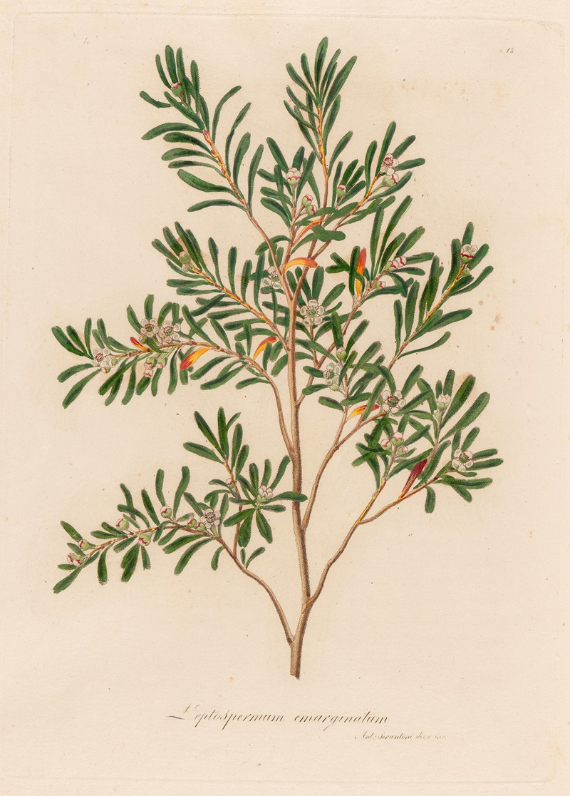 Leptospermum emarginatum by Gaetano Savi, 1818-1824 — digital art print download