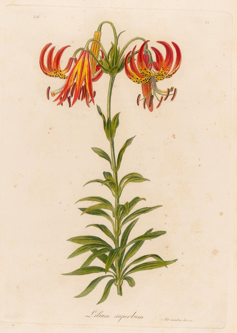 Lilium superbum by Gaetano Savi, 1818-1824 — digital art print download