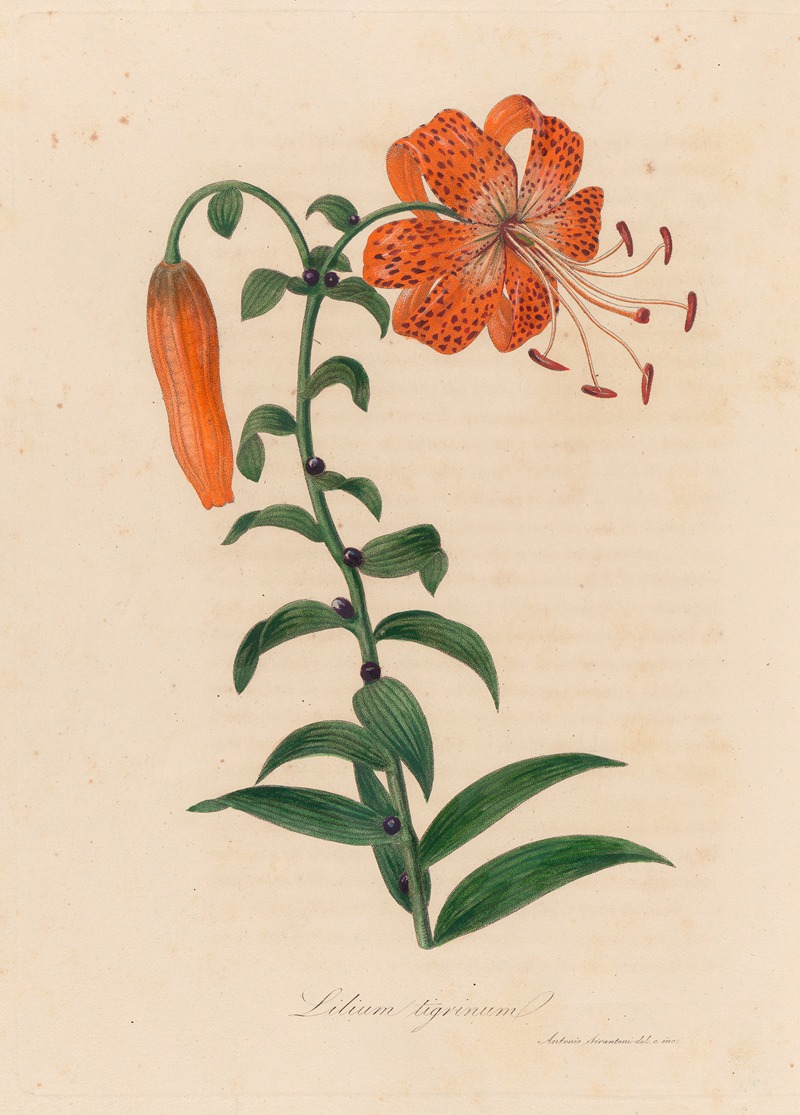 Lilium tigrinum by Gaetano Savi, 1818-1824 — digital art print download