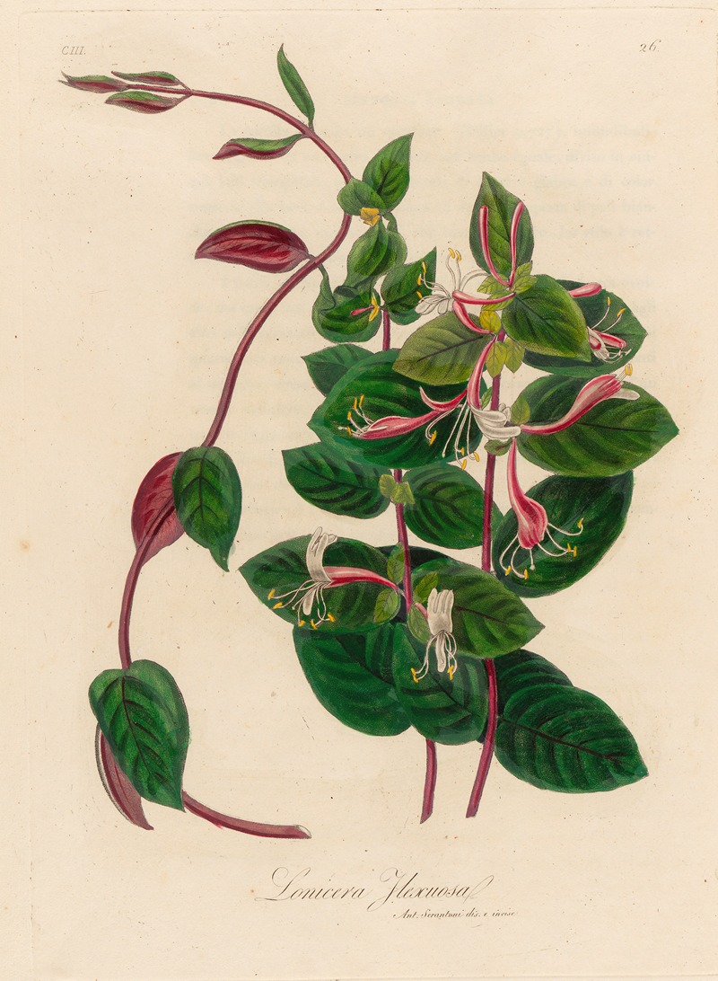 Lonicera Flexuosa by Gaetano Savi, 1818-1824 — digital art print download