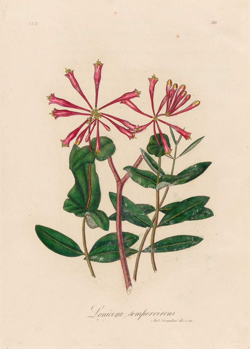 Lonicera sempervirens by Gaetano Savi, 1818-1824 — digital art print download