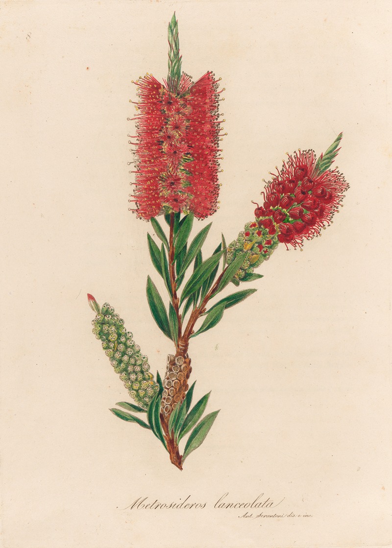 Metrosideros lanceolata by Gaetano Savi, 1818-1824 — digital art print download