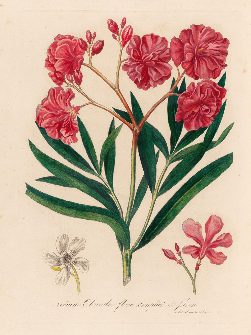 Nerium Oleander flore simplici et pleno by Gaetano Savi, 1818-1824 — digital art print download