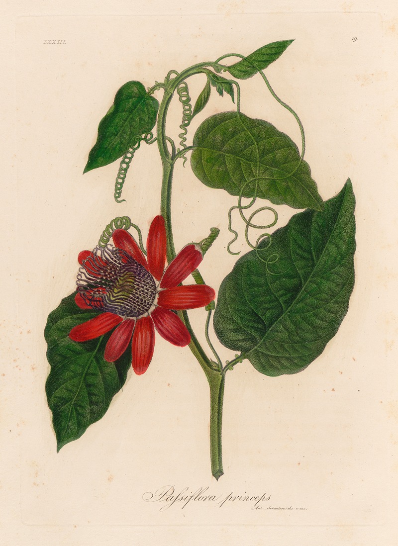Passiflora princeps by Gaetano Savi, 1818-1824 — digital art print download