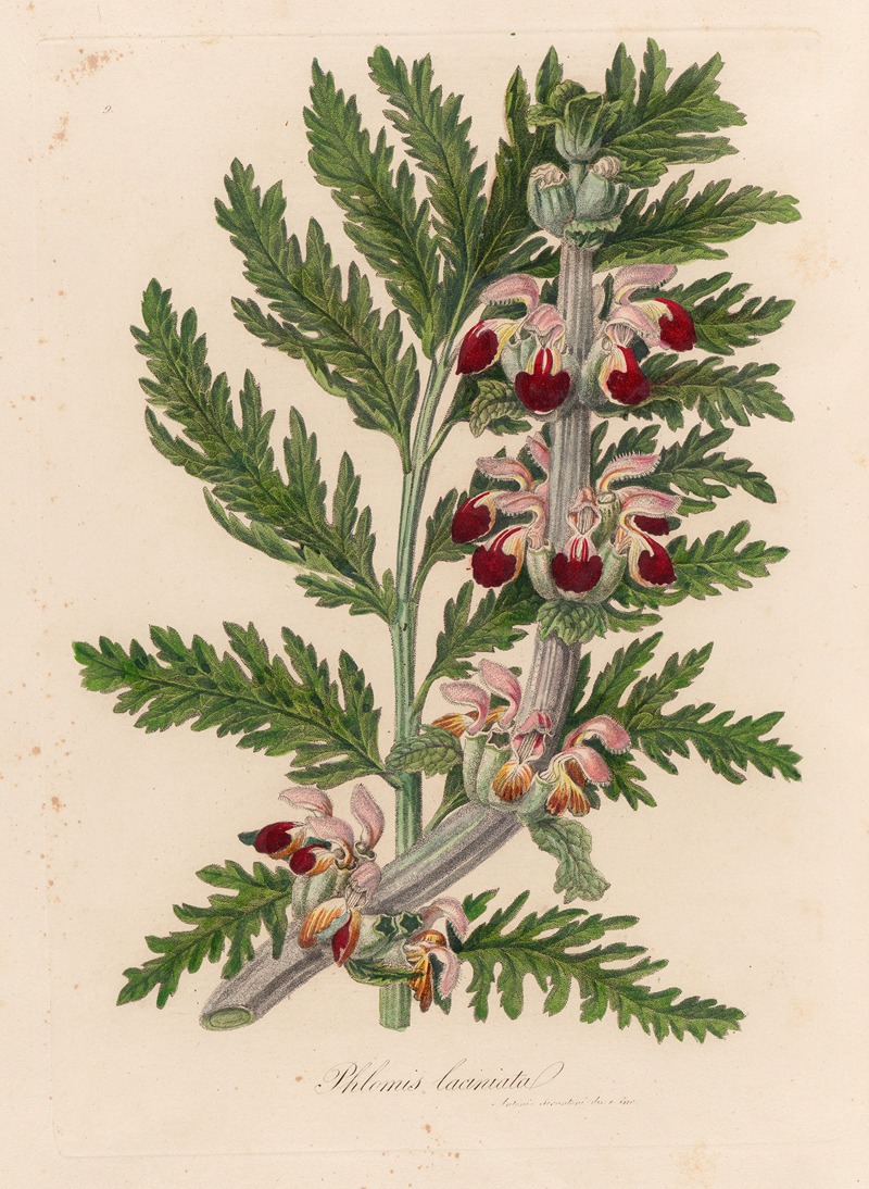 Phlomis laciniata by Gaetano Savi, 1818-1824 — digital art print download