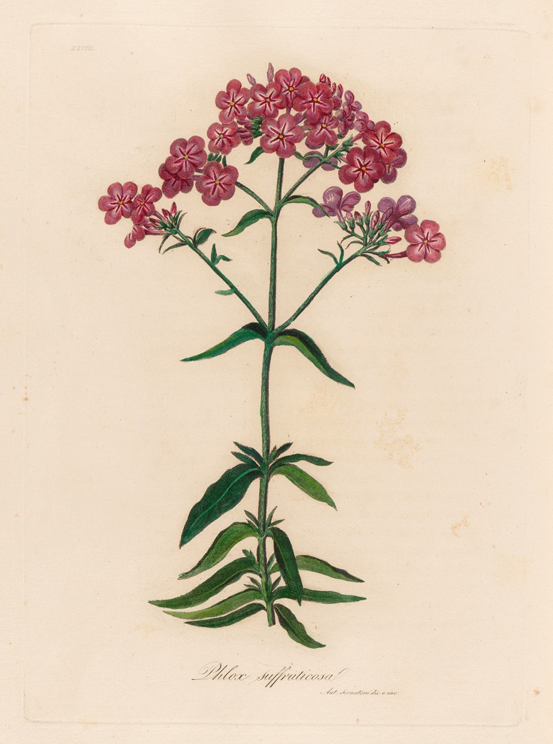 Phlox suffruticosa by Gaetano Savi, 1818-1824 — digital art print download