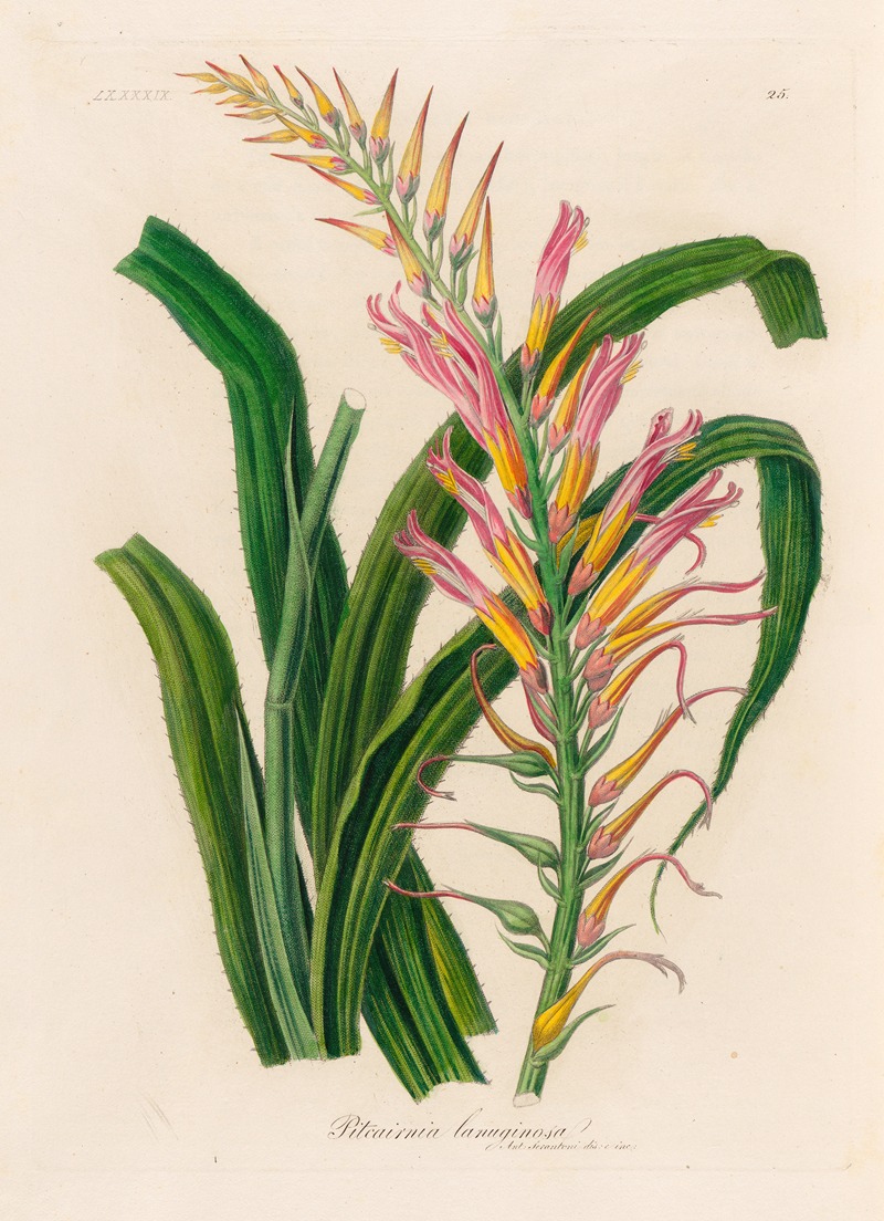 Pitcairnia lanuginosa by Gaetano Savi, 1818-1824 — digital art print download