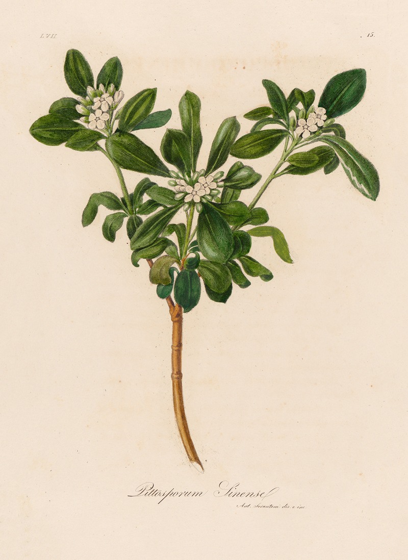 Pittosporum Sinense by Gaetano Savi, 1818-1824 — digital art print download
