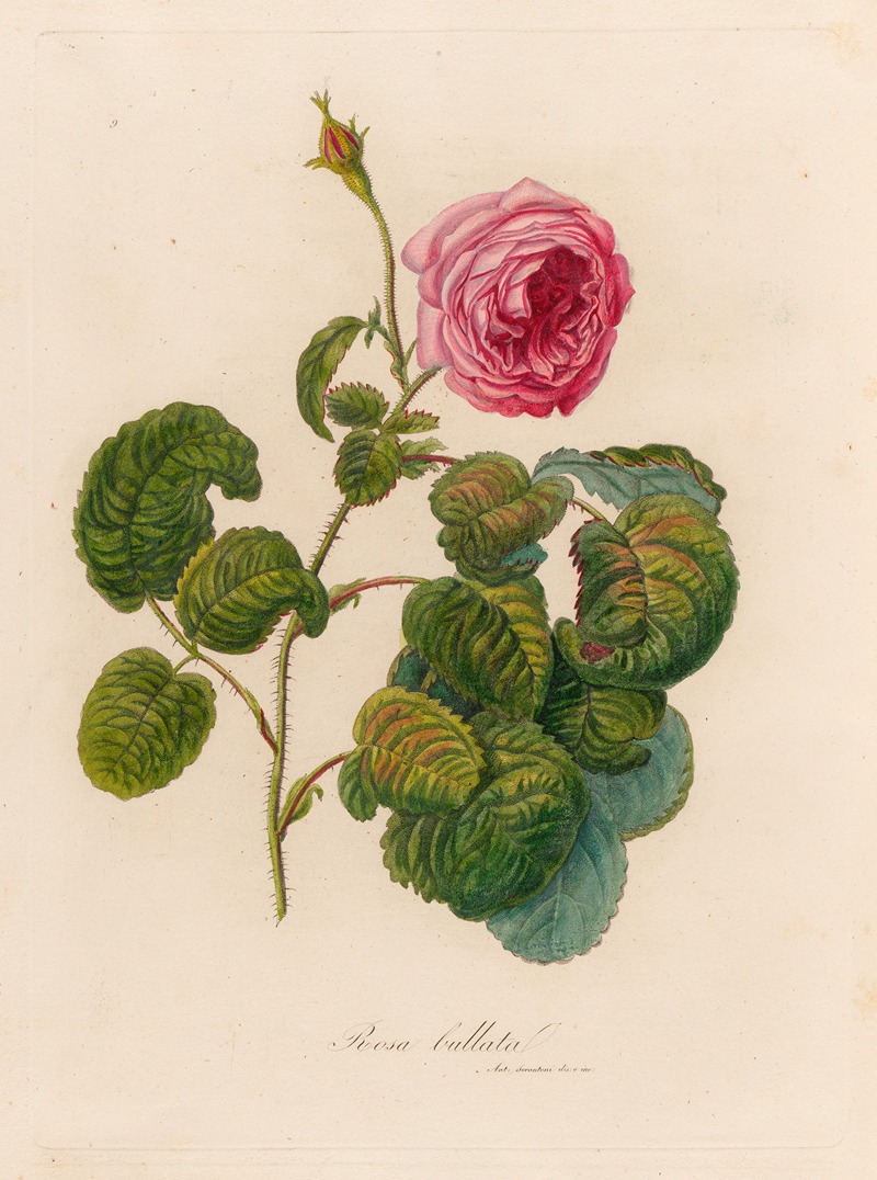 Rosa bullata by Gaetano Savi, 1818-1824 — digital art print download