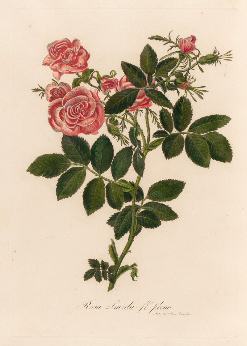 Rosa Lucida fle. pleno by Gaetano Savi, 1818-1824 — digital art print download