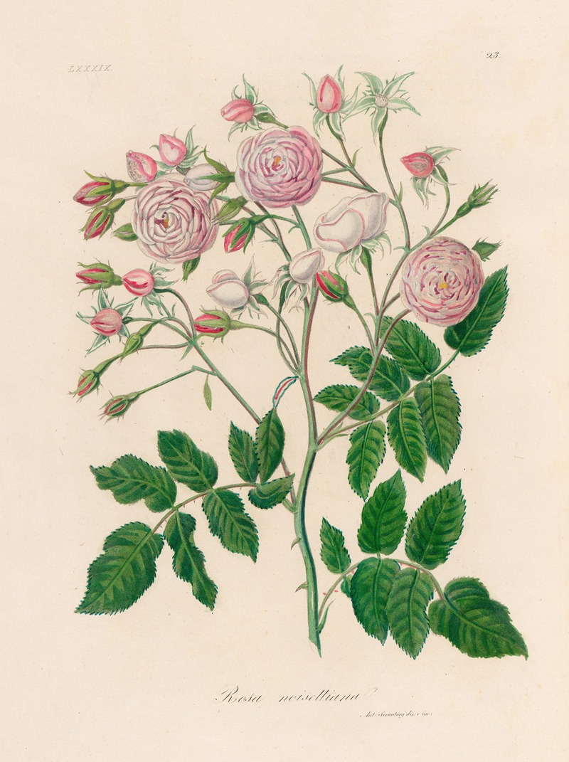 Rosa noisettiana by Gaetano Savi, 1818-1824 — digital art print download