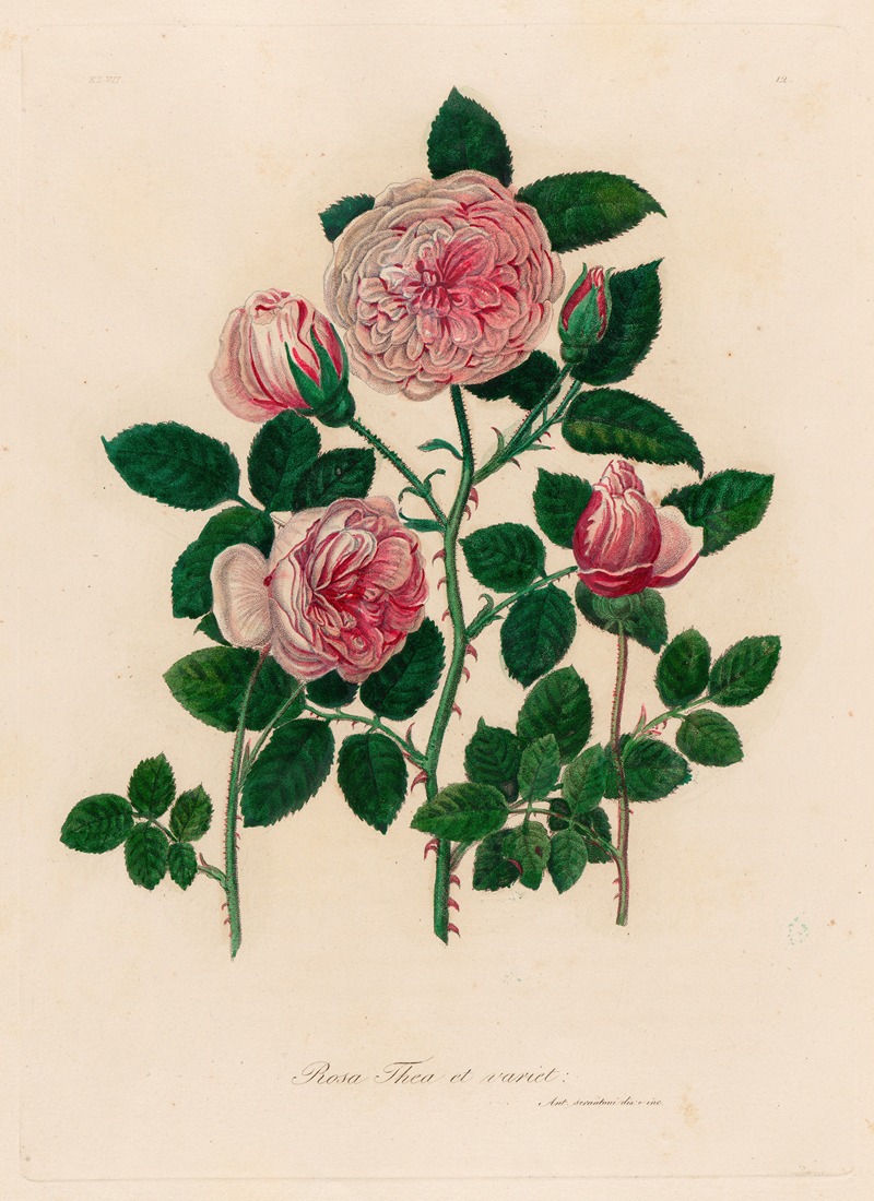 Rosa Thea et variet by Gaetano Savi, 1818-1824 — digital art print download