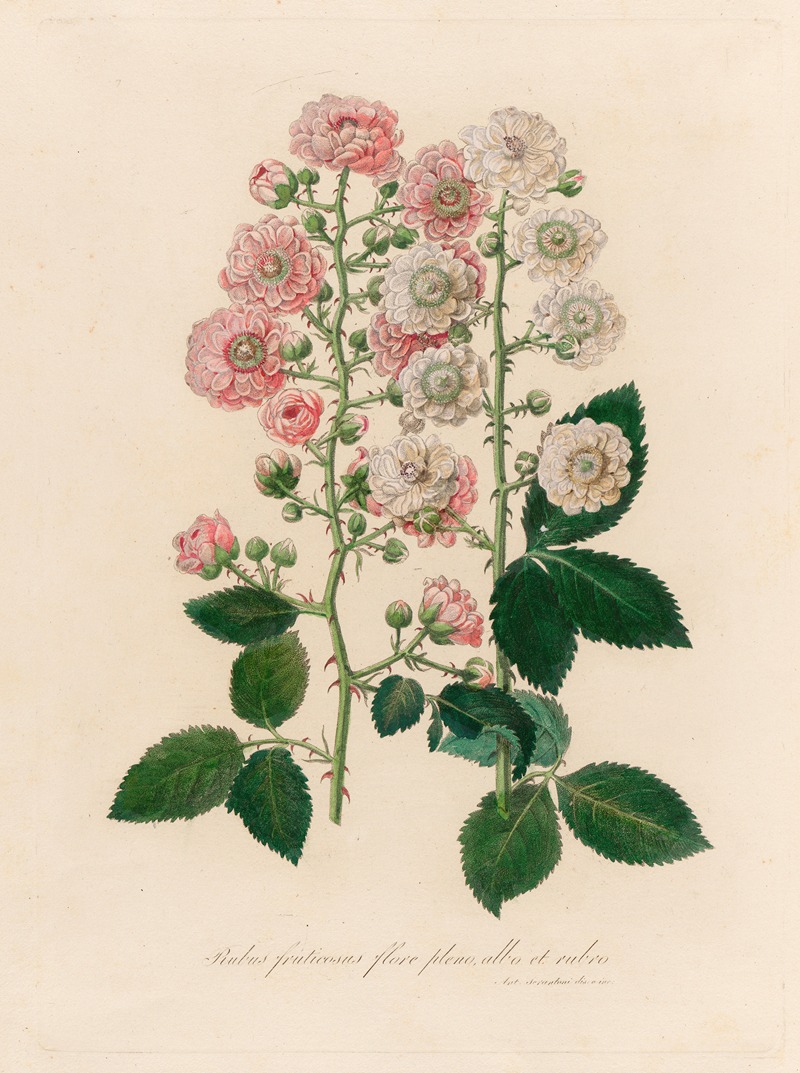 Rubus fruticosus flore pleno, albo et rubro — Gaetano Savi