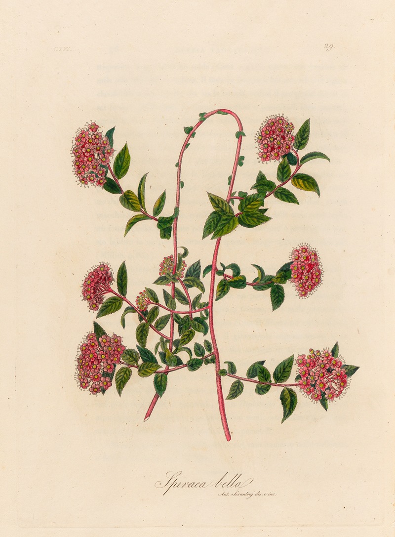 Spiraea bella by Gaetano Savi, 1818-1824 — digital art print download