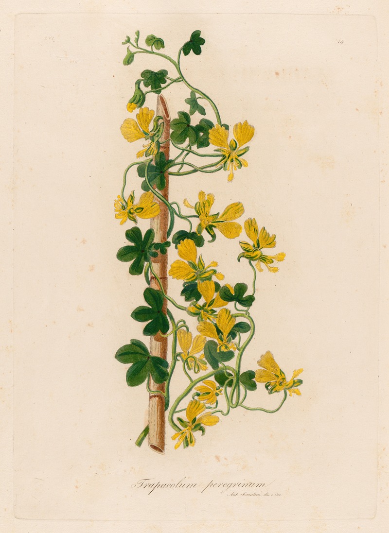 Trapaeolum peregrinum by Gaetano Savi, 1818-1824 — digital art print download