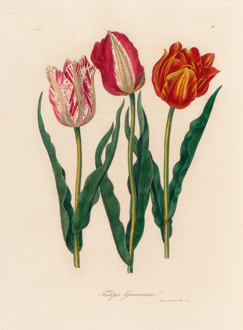 Tulipa Gesneriana by Gaetano Savi, 1818-1824 — digital art print download