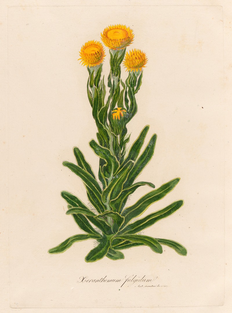 Xeranthemum fulgidum by Gaetano Savi, 1818-1824 — digital art print download