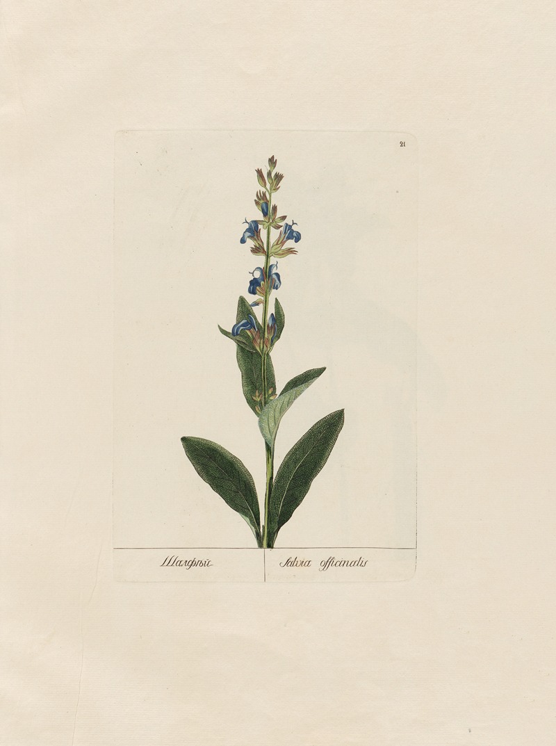Salvia officinalis by Petr Martynovich Gofman, 1797–1810 — digital art print download