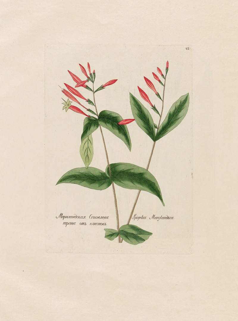 Spigelia Marylandica by Petr Martynovich Gofman, 1797–1810 — digital art print download