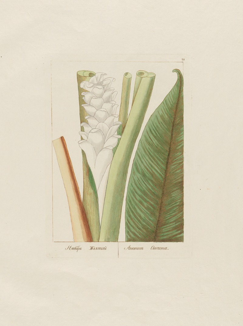 Amomum Curcuma by Petr Martynovich Gofman, 1797–1810 — digital art print download