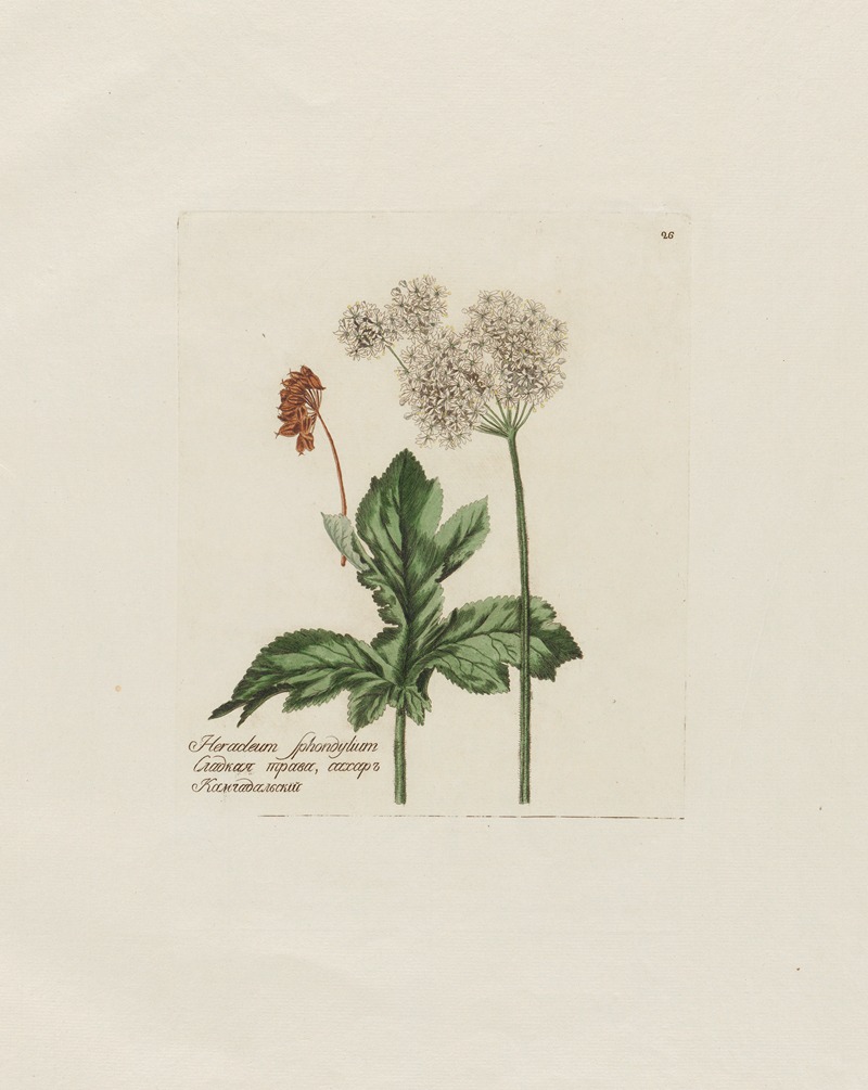 Heracleum Sphondylium by Petr Martynovich Gofman, 1797–1810 — digital art print download
