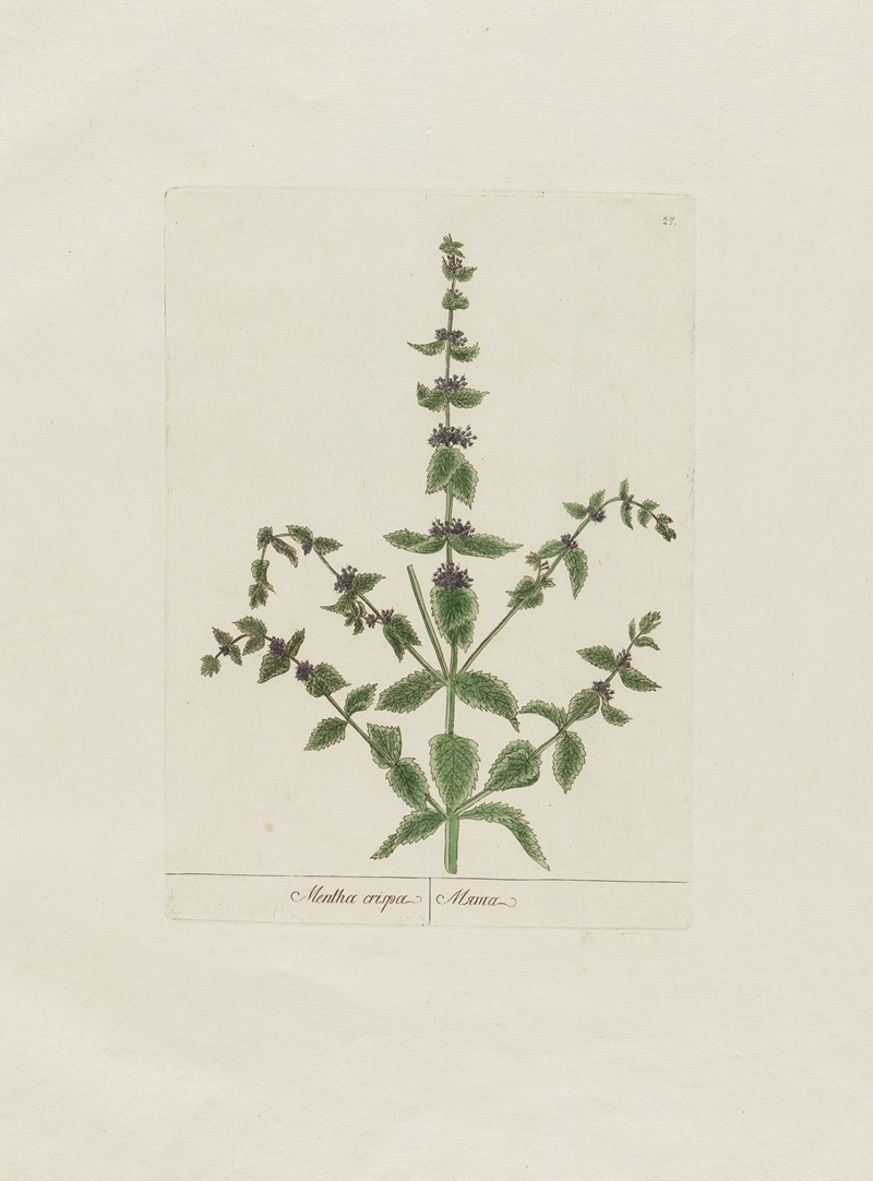 Mentha crispa by Petr Martynovich Gofman, 1797–1810 — digital art print download