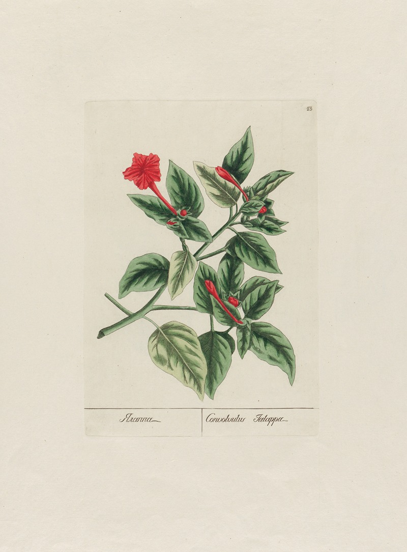Convolvulus Jalappa by Petr Martynovich Gofman, 1797–1810 — digital art print download