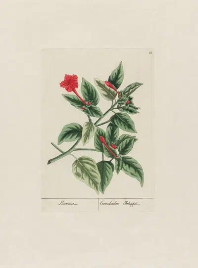 Convolvulus Jalappa by Petr Martynovich Gofman, 1797–1810 — digital art print download