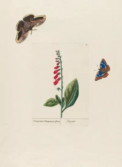 Digitalis by Petr Martynovich Gofman, 1797–1810 — digital art print download