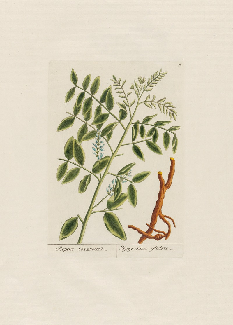 Glycyrrhiza glabra by Petr Martynovich Gofman, 1797–1810 — digital art print download