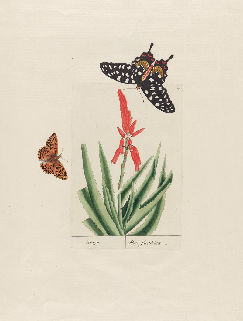 Aloe succotrina by Petr Martynovich Gofman, 1797–1810 — digital art print download