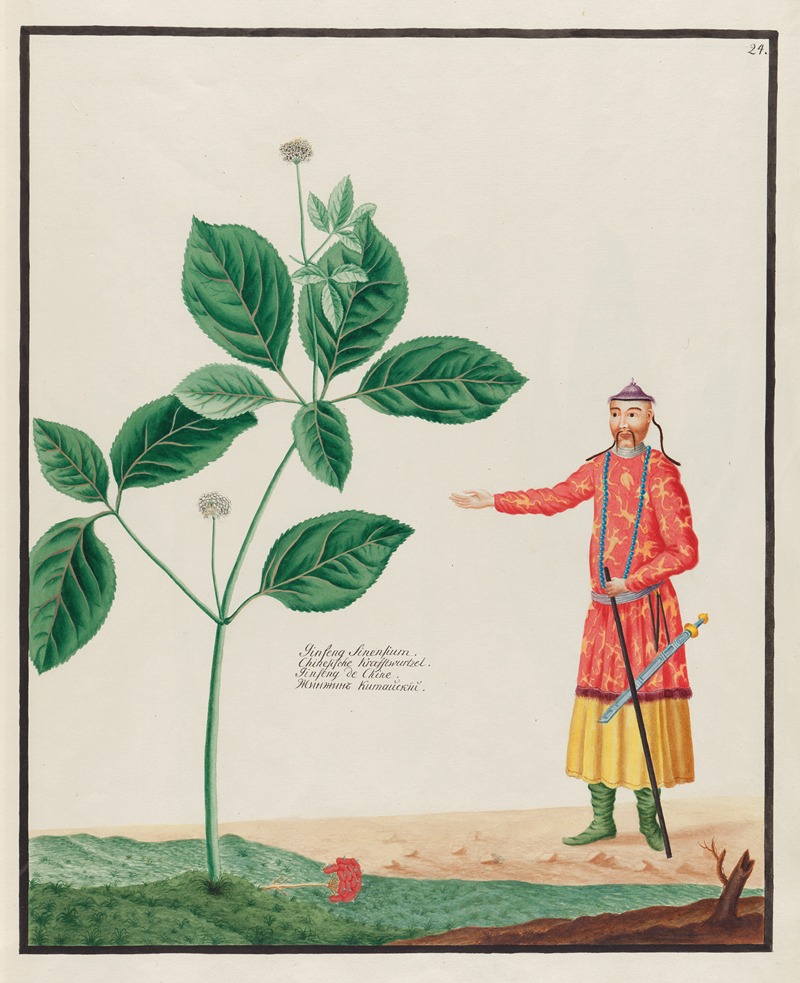 Ginseng Sinensium by Petr Martynovich Gofman, 1797–1810 — digital art print download