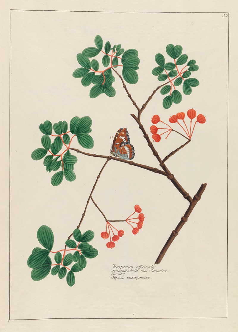 Guajacum officinale by Petr Martynovich Gofman, 1797–1810 — digital art print download