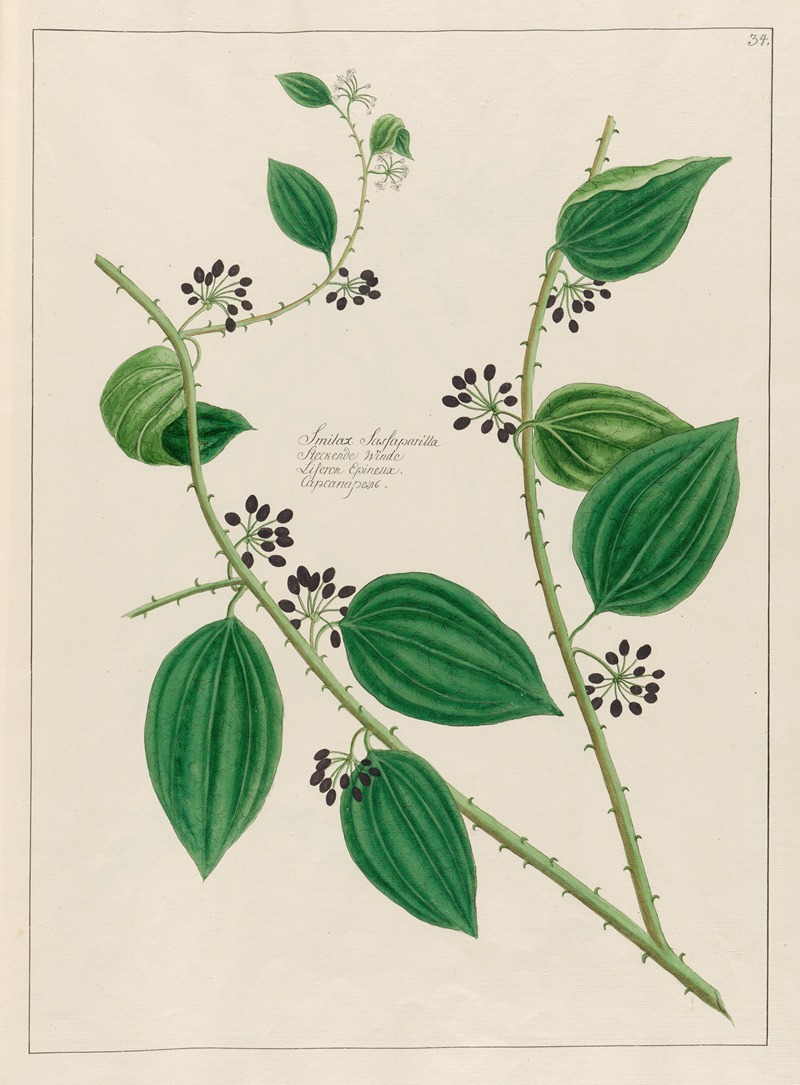 Smilax Sassaparilla by Petr Martynovich Gofman, 1797–1810 — digital art print download