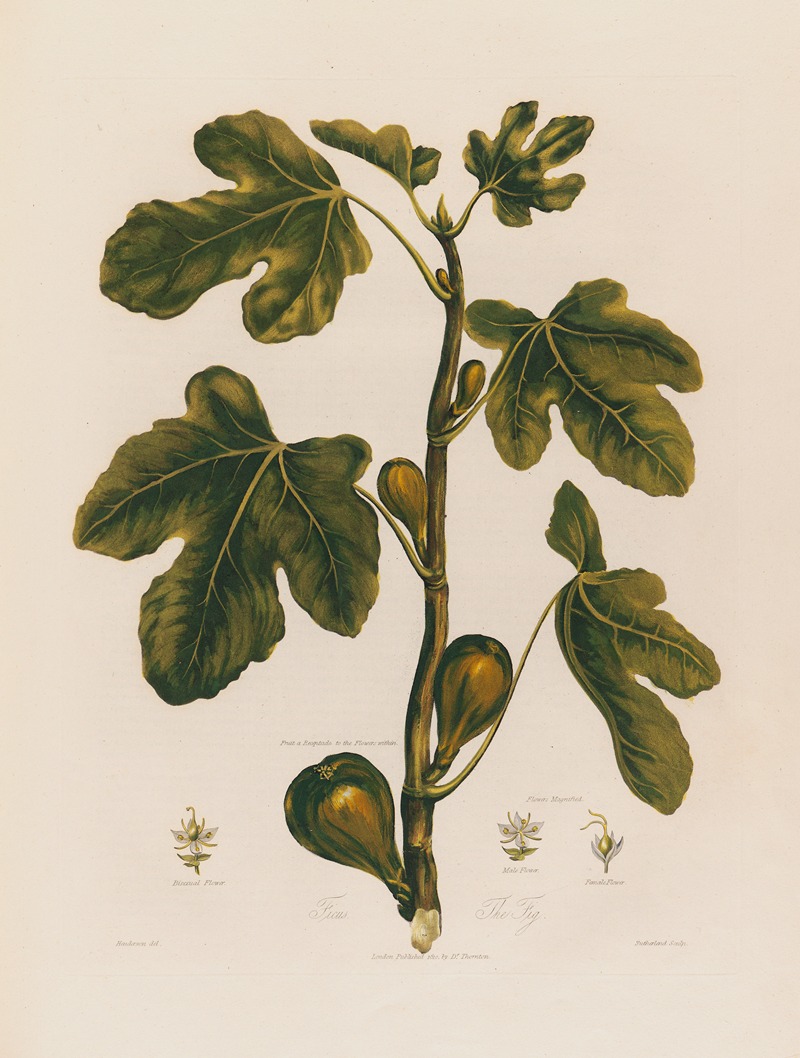 1. Ficus. The Fig. by Robert John Thornton, 1799–1810 — digital art print download