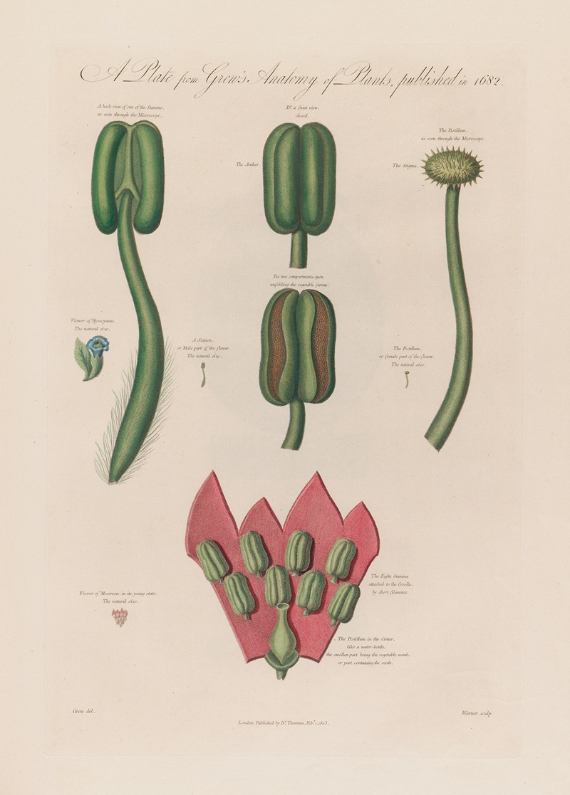 Hyoscyanus and Mesereon by Robert John Thornton, 1799–1810 — digital art print download