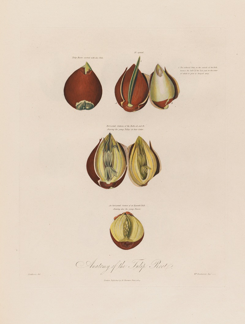 Anatomy of the Tulip Root — Robert John Thornton