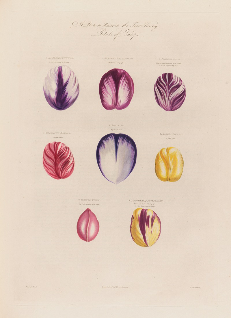 Petals of Tulips — Robert John Thornton