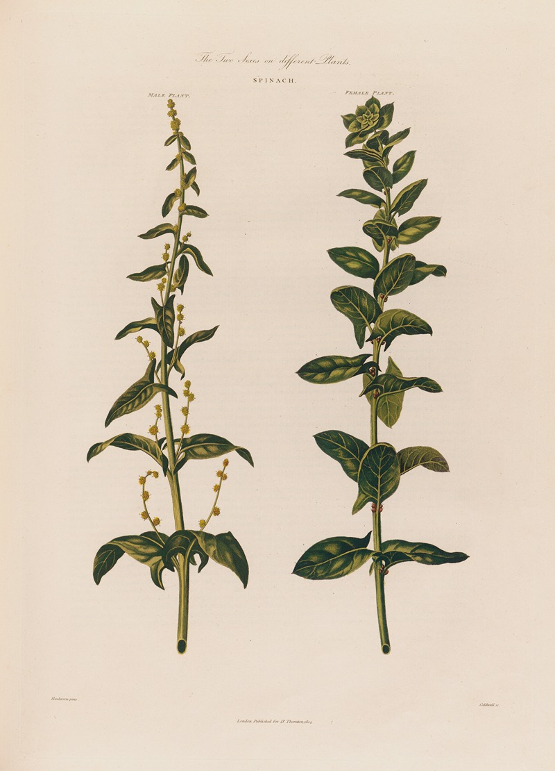 The Two Sexes on different Plants. Spinach. — Robert John Thornton