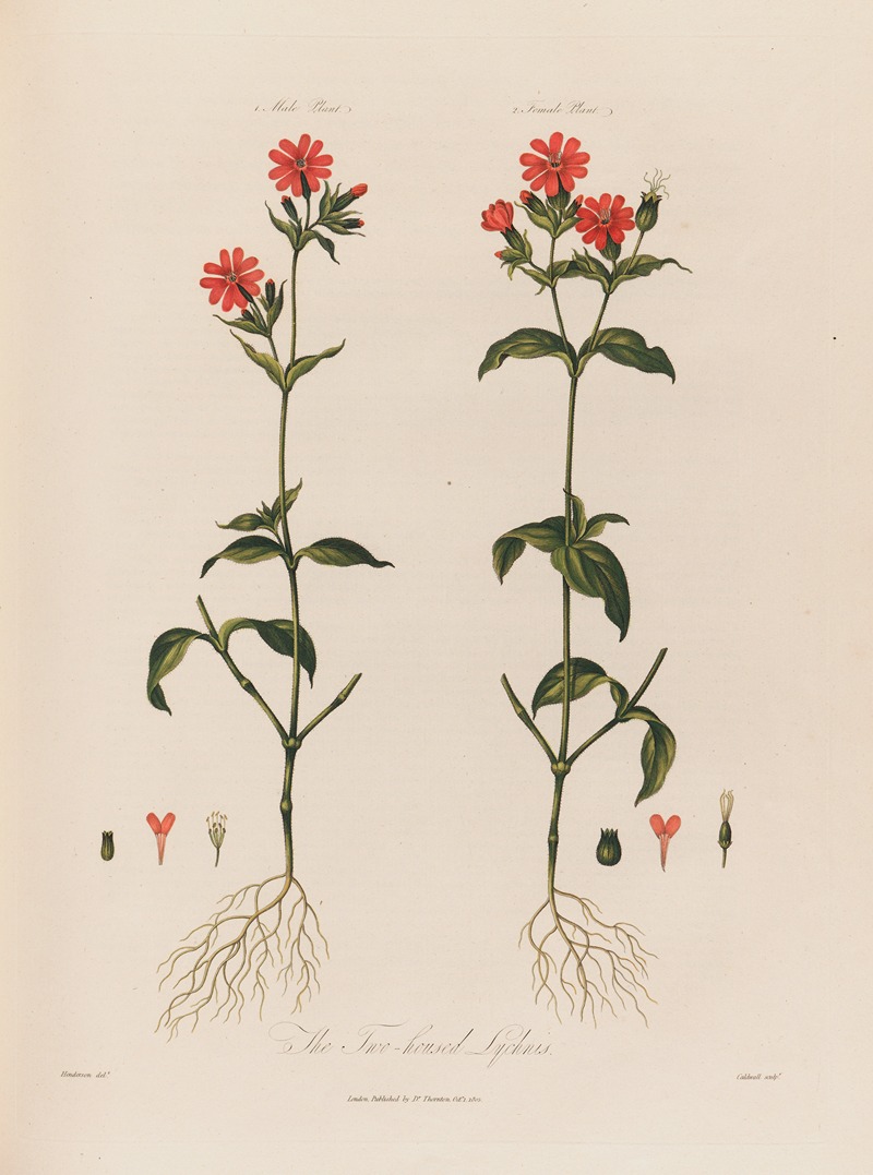 The Two-housed Lychnis by Robert John Thornton, 1799–1810 — digital art print download