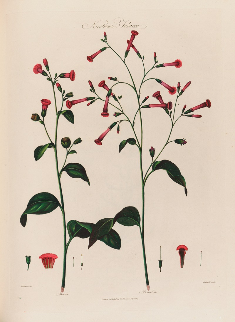 Nicotiana, Tobacco — Robert John Thornton