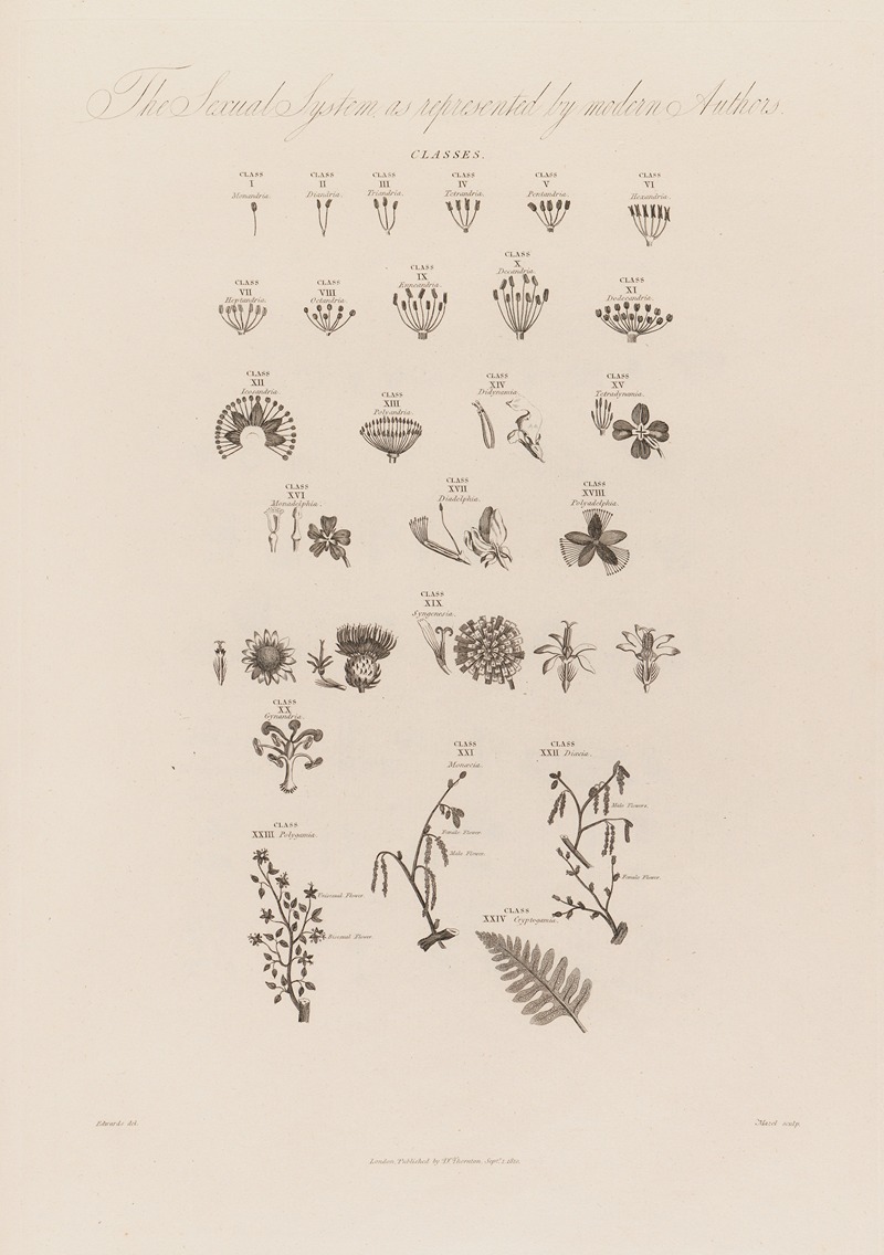 The Sexual System as represented by modern Authors by Robert John Thornton, 1799–1810 — digital art print download