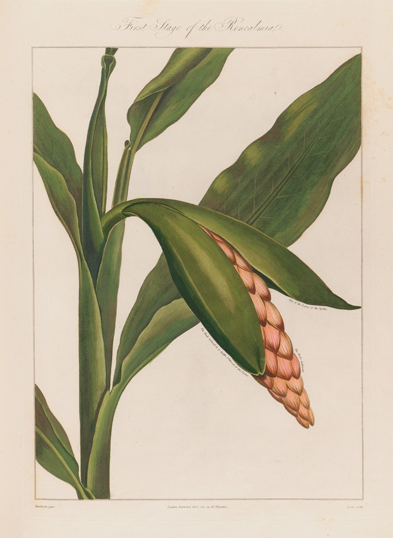 First Stage of the Renealmia — Robert John Thornton