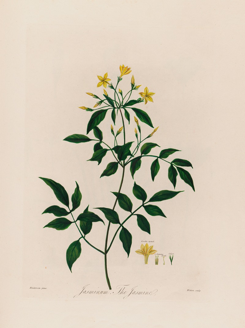 Jasminum, The Jasmine by Robert John Thornton, 1799–1810 — digital art print download