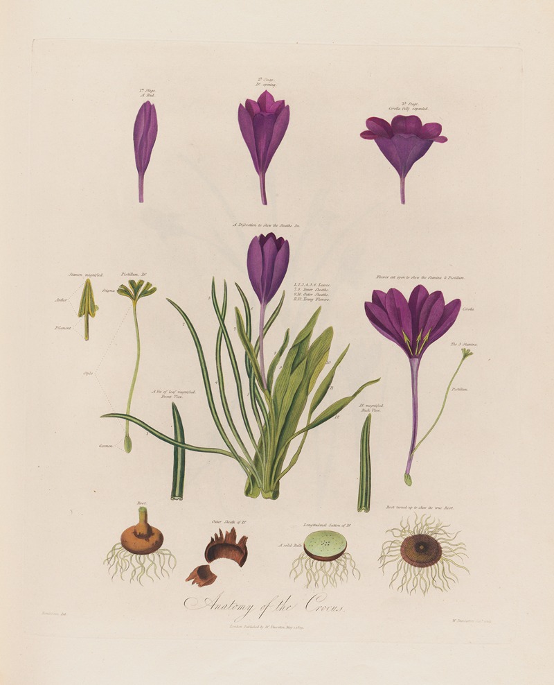 Anatomy of the Crocus — Robert John Thornton
