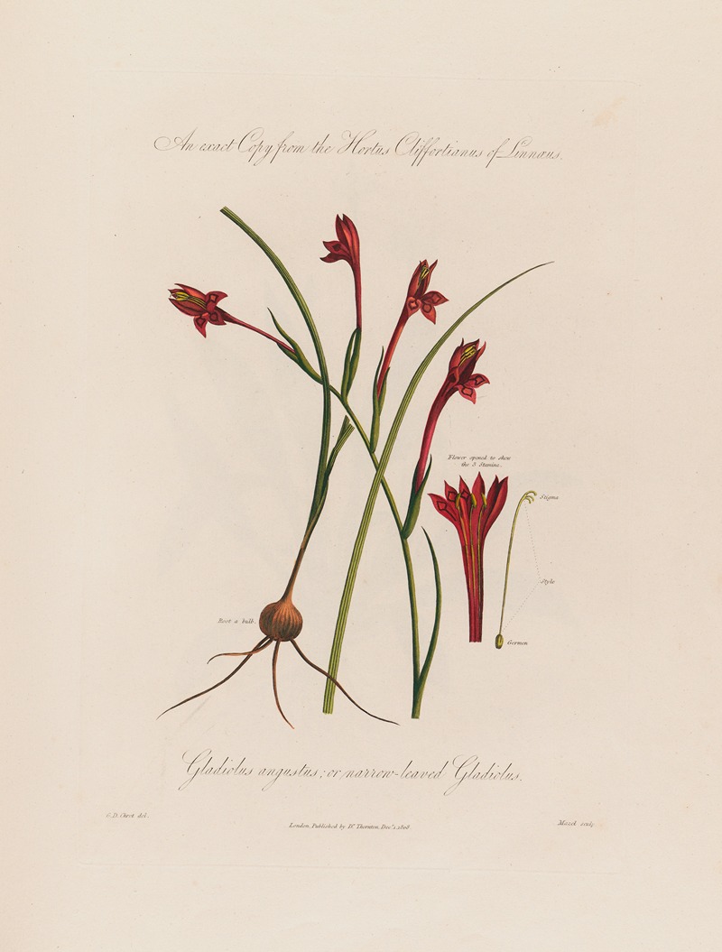 Gladiolus angustus, or narrow-leaved Gladiolus — Robert John Thornton