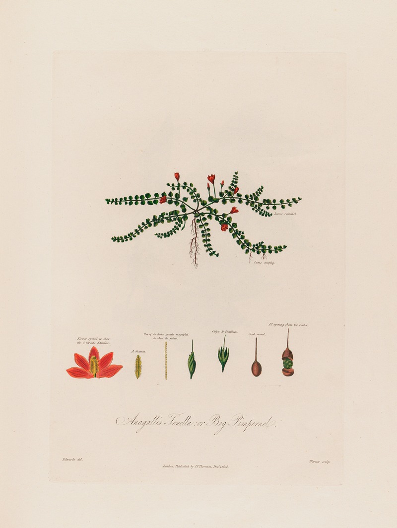 Anagallis Tenella ; or Bog Pimpernel — Robert John Thornton