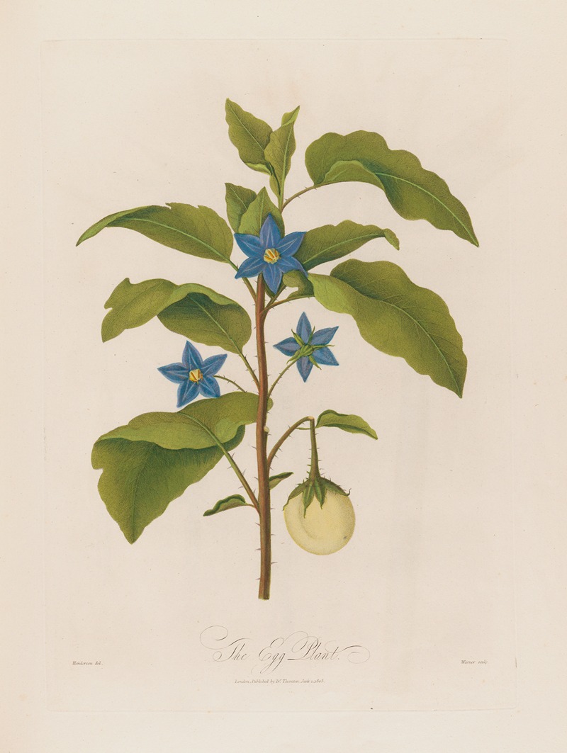 The Egg Plant by Robert John Thornton, 1799–1810 — digital art print download
